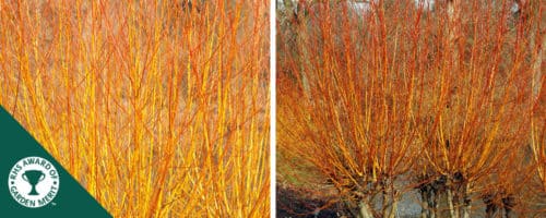 Buy Willow Hedging Salix Trees Hedge Plants Hopes Grove Nurseries