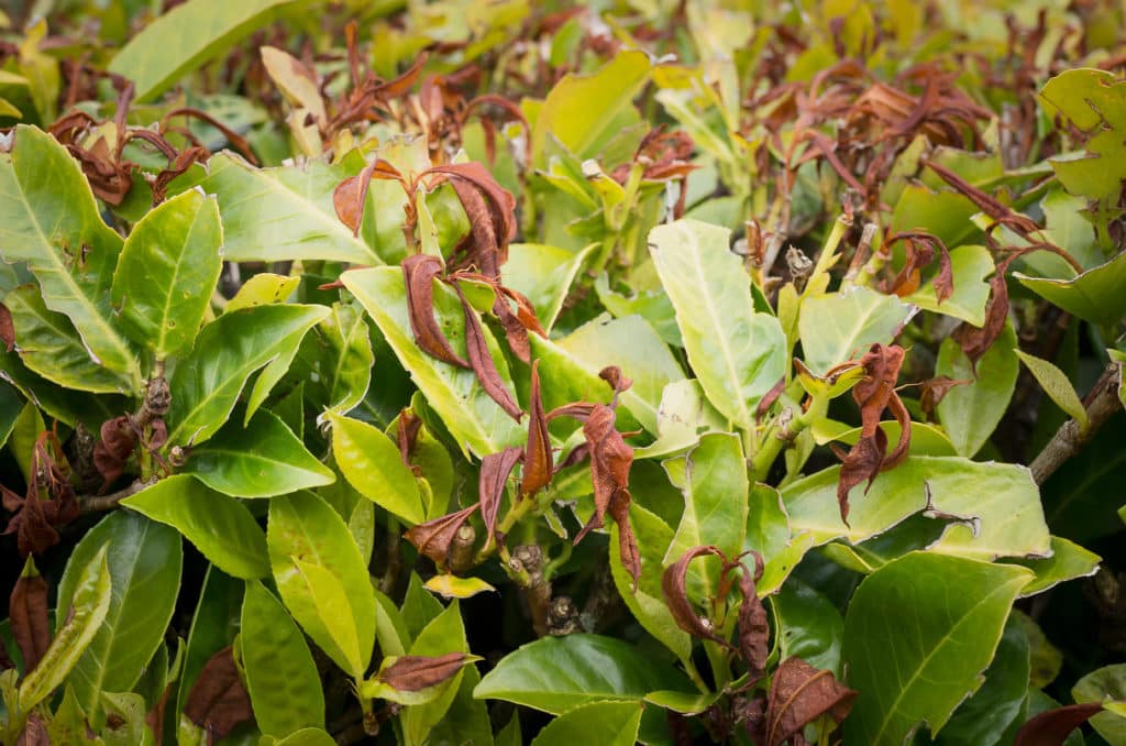 Pests Diseases And Other Problems With Laurel Hedge Plants Hopes