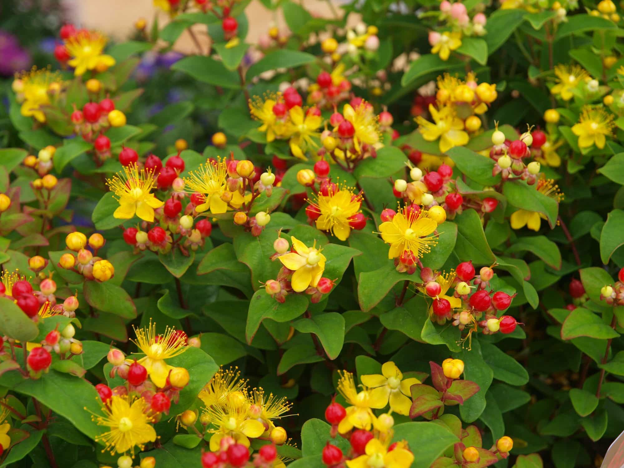 Hypericum Miracle Attraction Hedging Hopes Grove Nurseries