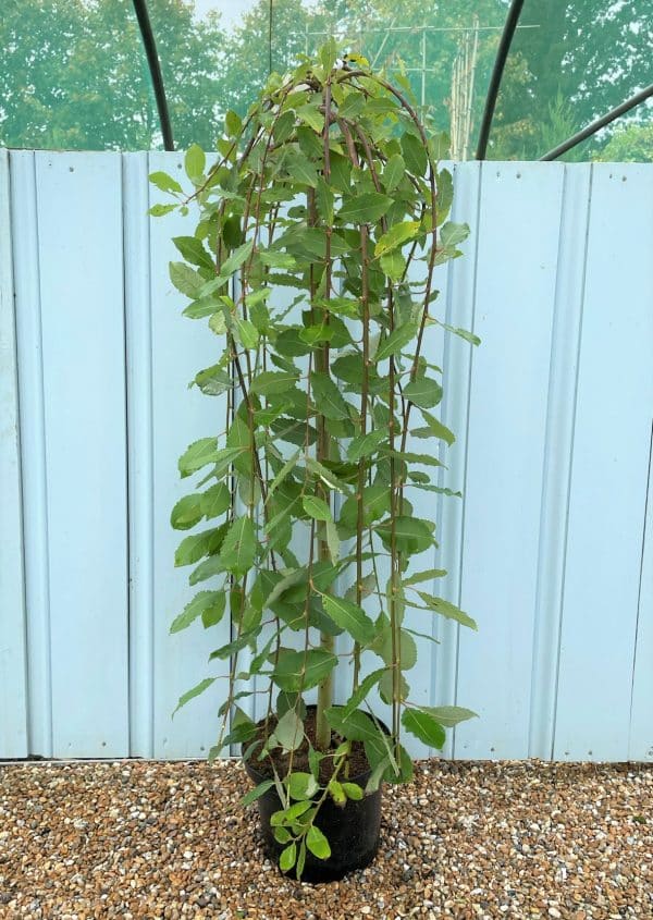 Kilmarnock Willow Trees Salix Caprea Pendula Hopes Grove Nurseries