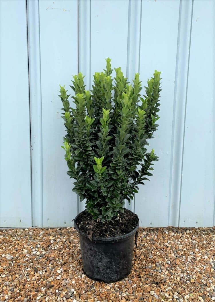 Euonymus Japonicus Jean Hugues Hedging Hopes Grove Nurseries