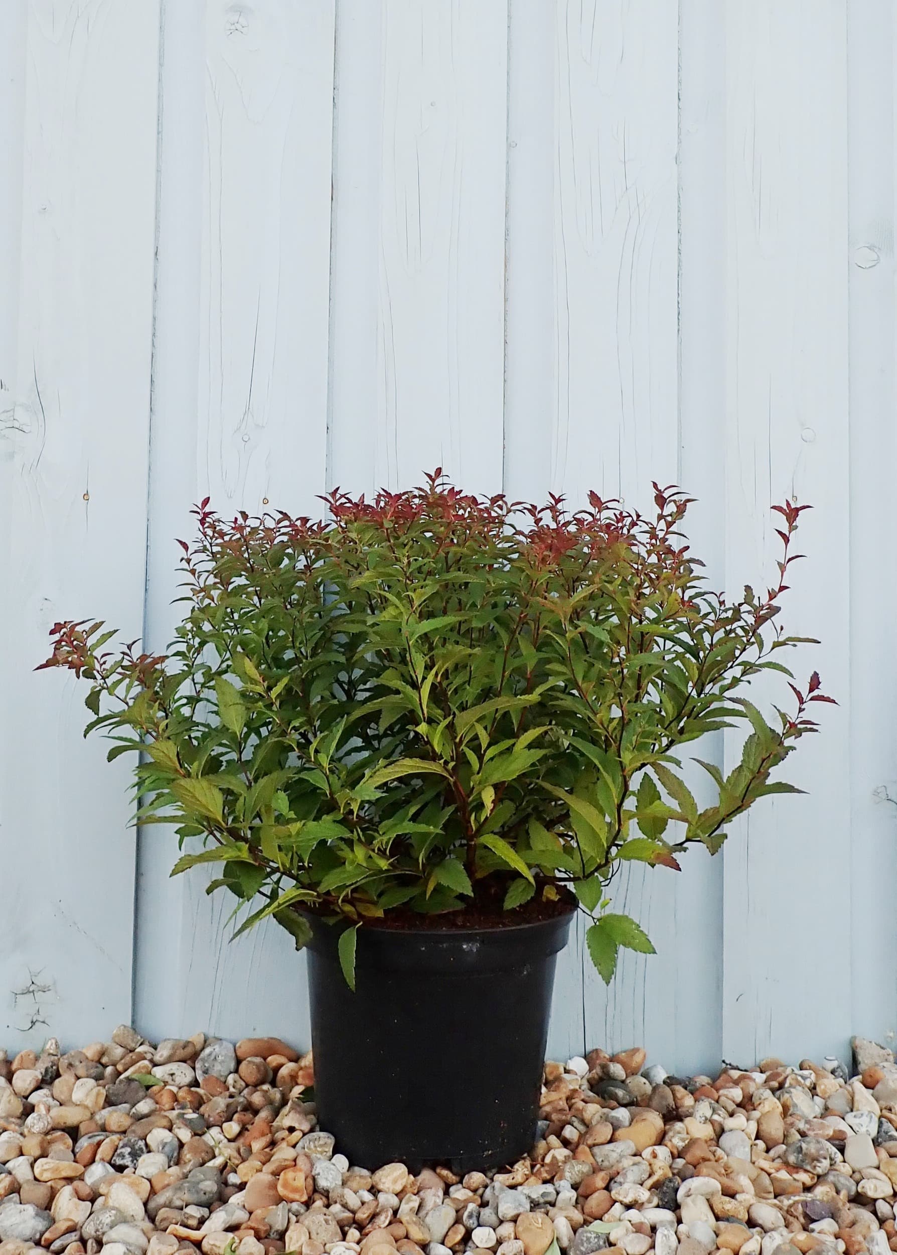 Spiraea Japonica Anthony Waterer Hopes Grove Nurseries