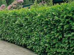 Hedging Plants & Hedges From Hopes Grove Nurseries