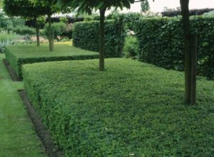 Lonicera Nitida Elegant Hedging - Hopes Grove Nurseries