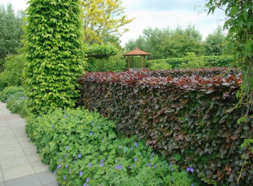 Purple Beech Hedging Plants - Fagus Sylvatica Purpurea hedge - Copper Beech