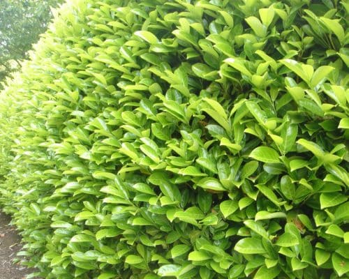 Common Laurel Hedging Plants (Prunus Laurocerasus Rotundifolia)