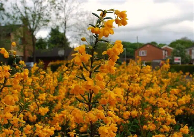 Flower head on Berberis X stenophylla hedge