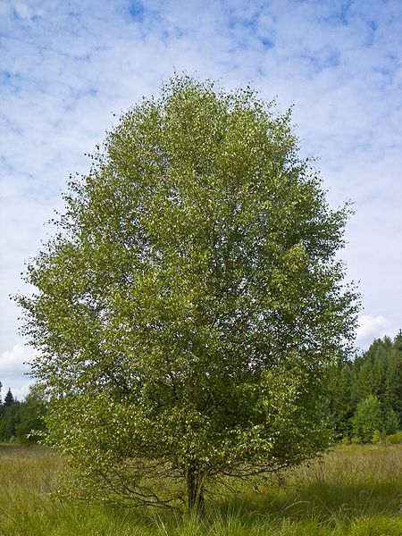 Buy Downy Birch Trees & Hedging - Betula Pubescens | Hopes Grove Nurseries