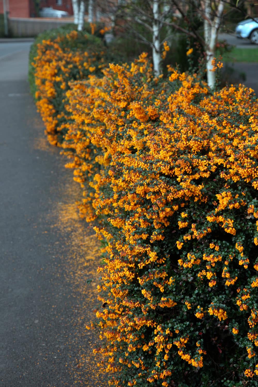 Berberis Darwinii Hedging Plants (Evergreen Barberry)