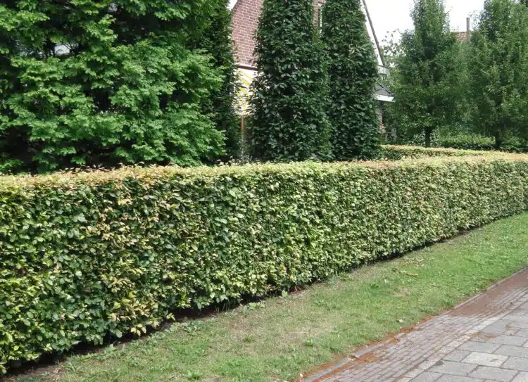 Medium Green Beech hedge Fagus sylvatica