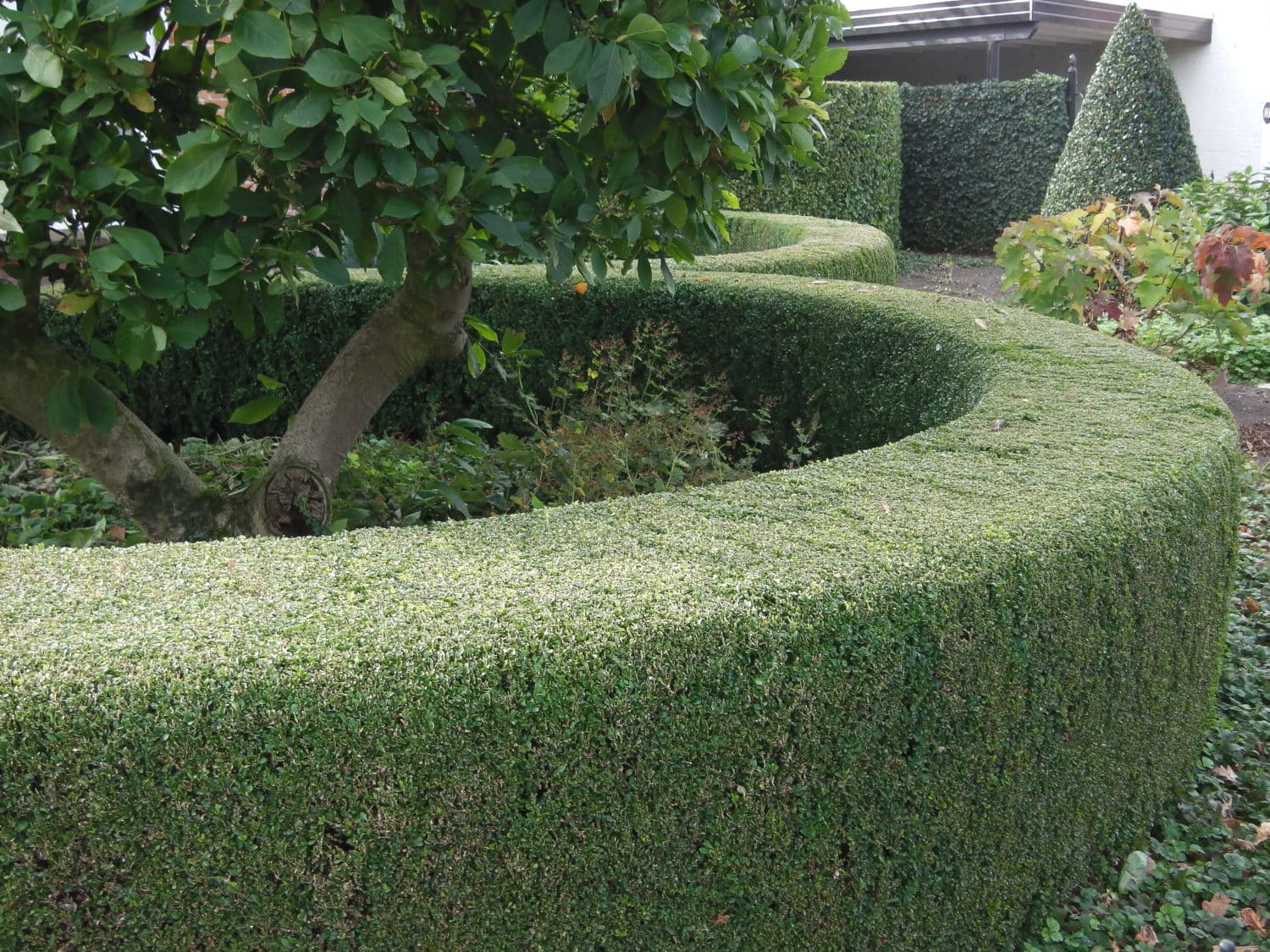 Buy Box Hedging (Boxwood) Buxus Hedging Box Hedge Plants Online