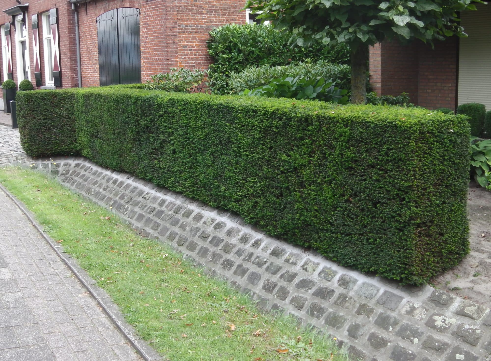 When To Trim A Yew Hedge - The Best Time to Trim Yew Hedges