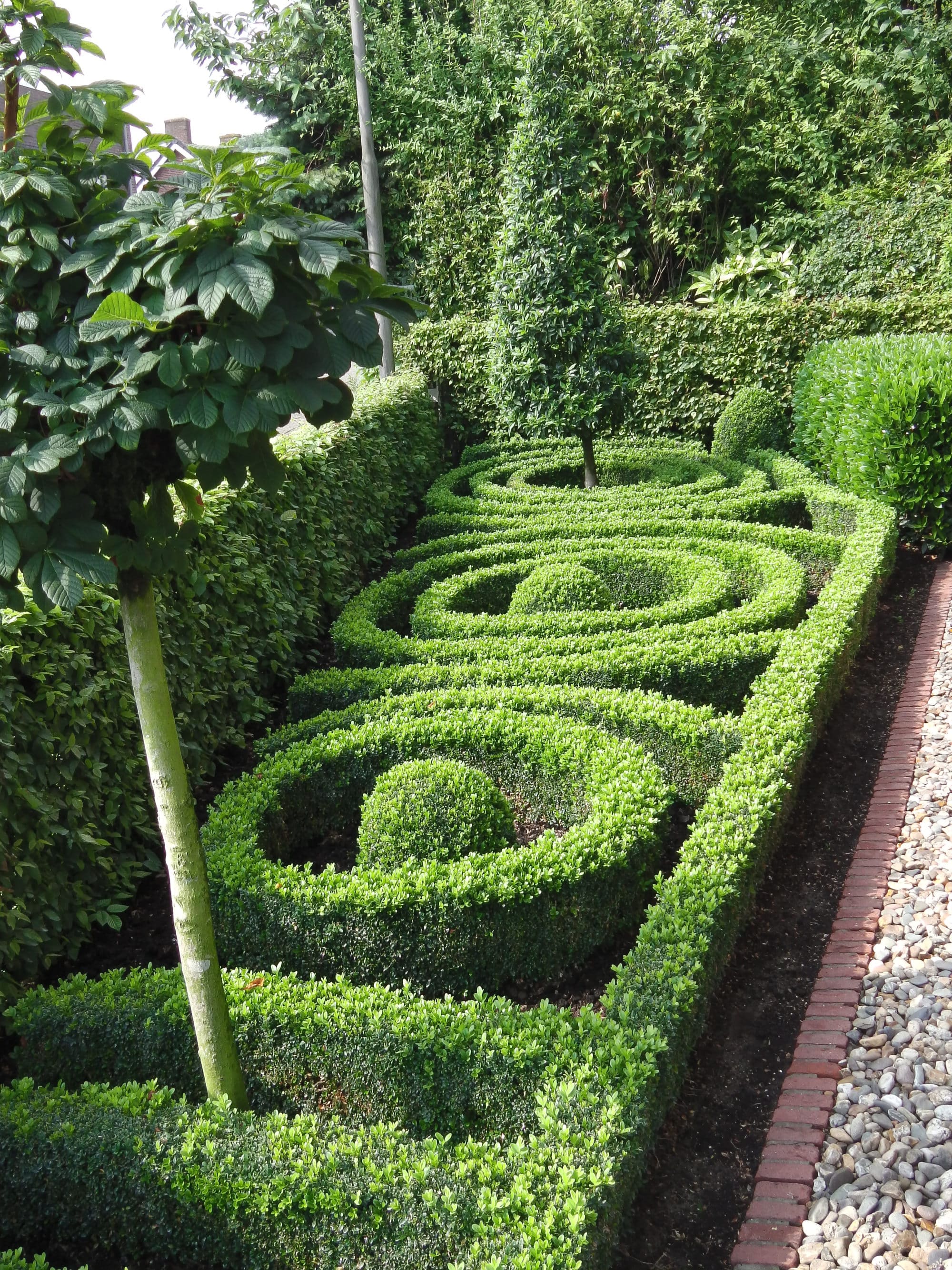 Buy Box Hedging (Boxwood) | Buxus Hedging | Box Hedge Plants Online