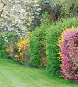 multicoloured hedges