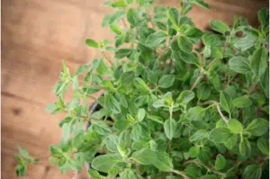 oregano plant