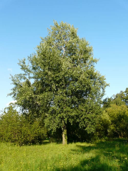 Buy Populus Tremula - Aspen Plants & Hedging | Hopes Grove Nurseries