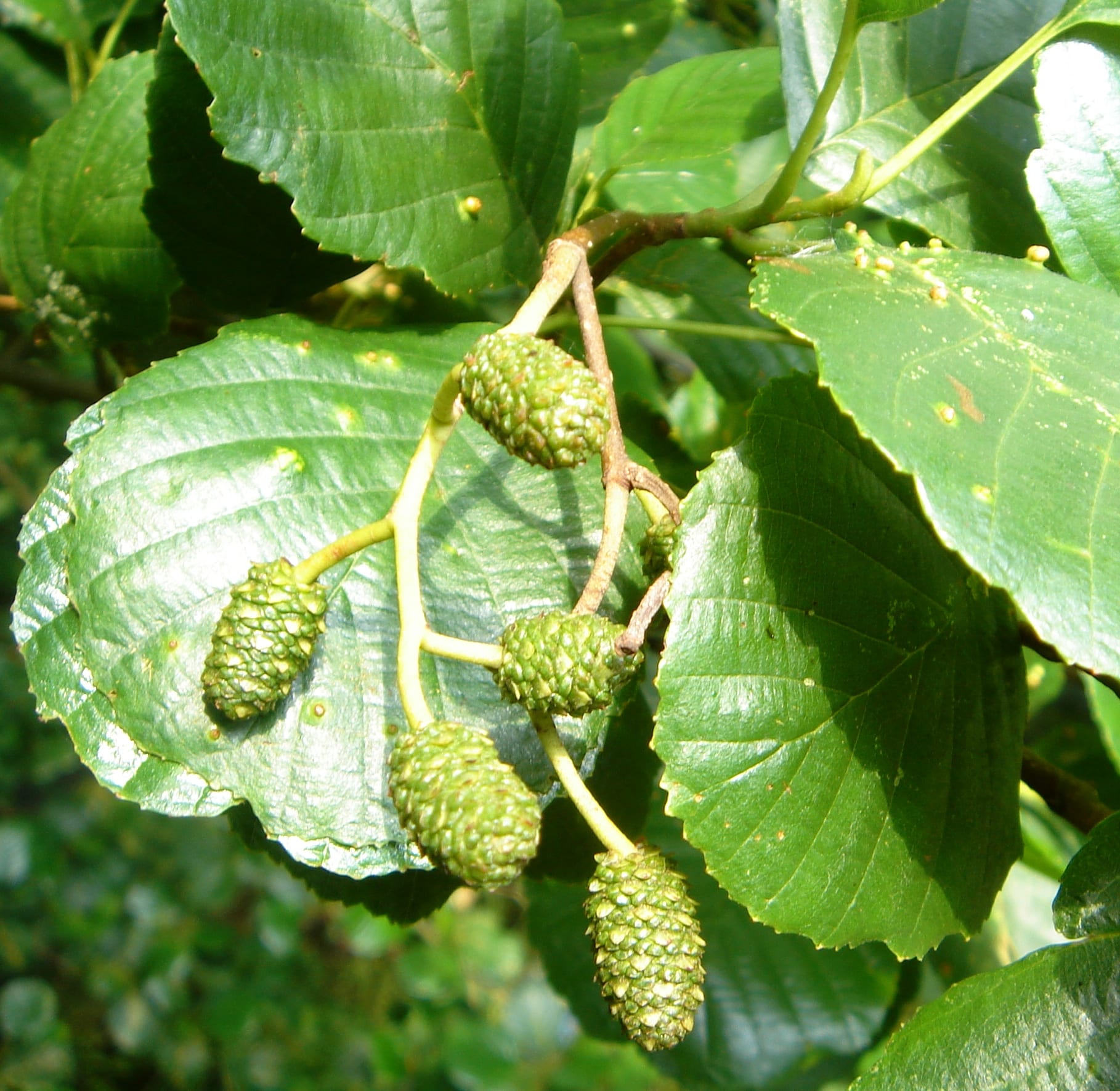 Buy Alder Hedging | Common Alder Hedge Plants | Alnus Glutinosa