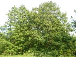 Buy Alder Hedging | Common Alder Hedge Plants | Alnus Glutinosa