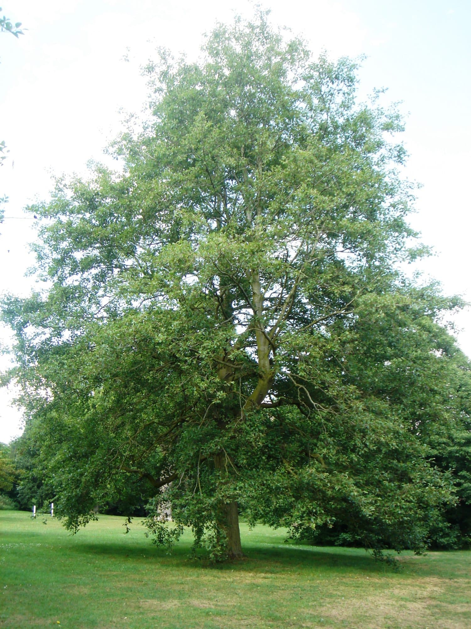 Buy Alnus Incana - Grey Alder Plants & Hedging | Hopes Grove Nurseries