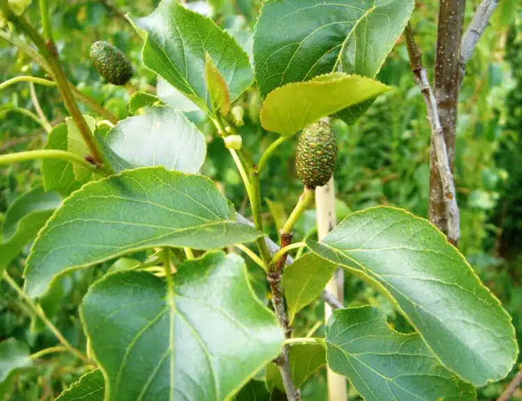 Close up of Italian Alder trees and hedging Alnus cordata