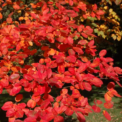 Amelanchier lamarckii autumn foliage hedge