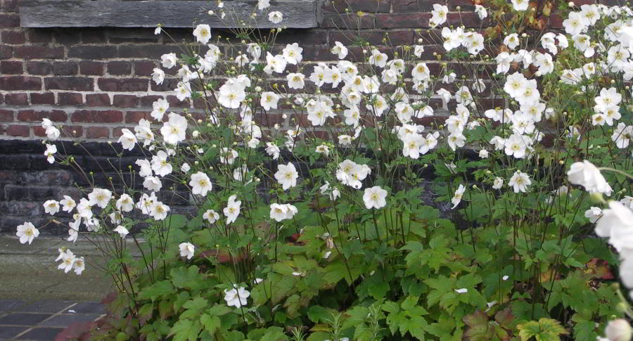 Buy Anemone Honorine Jobert Anemone x Hybrida Honorine