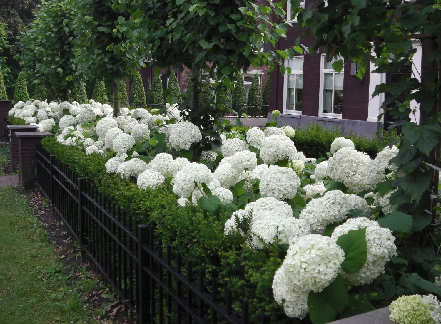 Buy Annabelle Hydrangeas | Hydrangea Arborescens Annabelle | Hedging ...