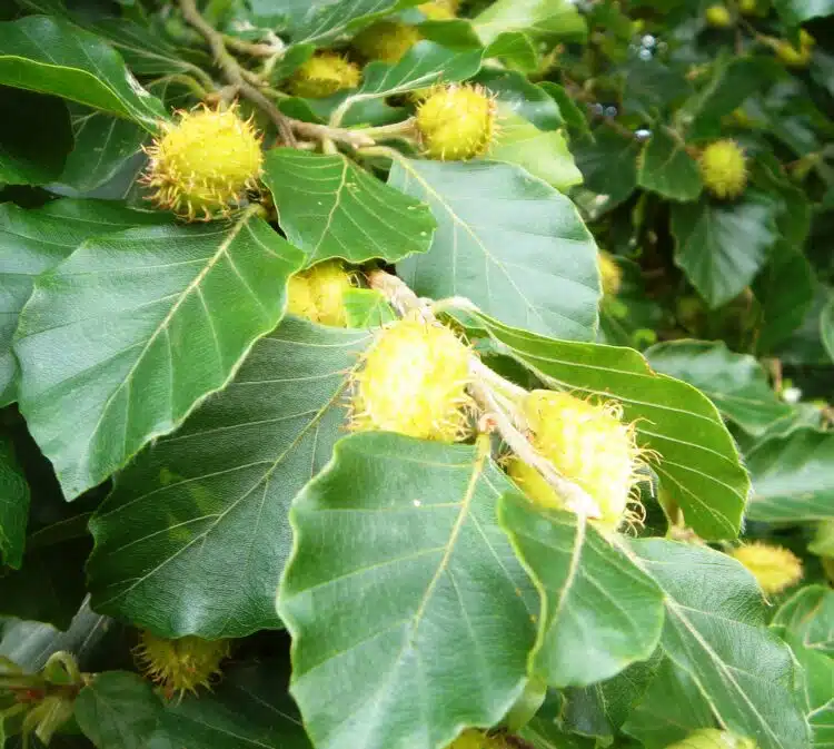 Green Beech hedging and trees Fagus sylvatica beech nuts