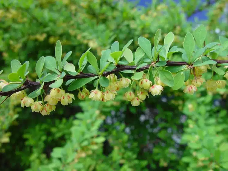 Green berberis hedging plant in flower Berberis thunbergii