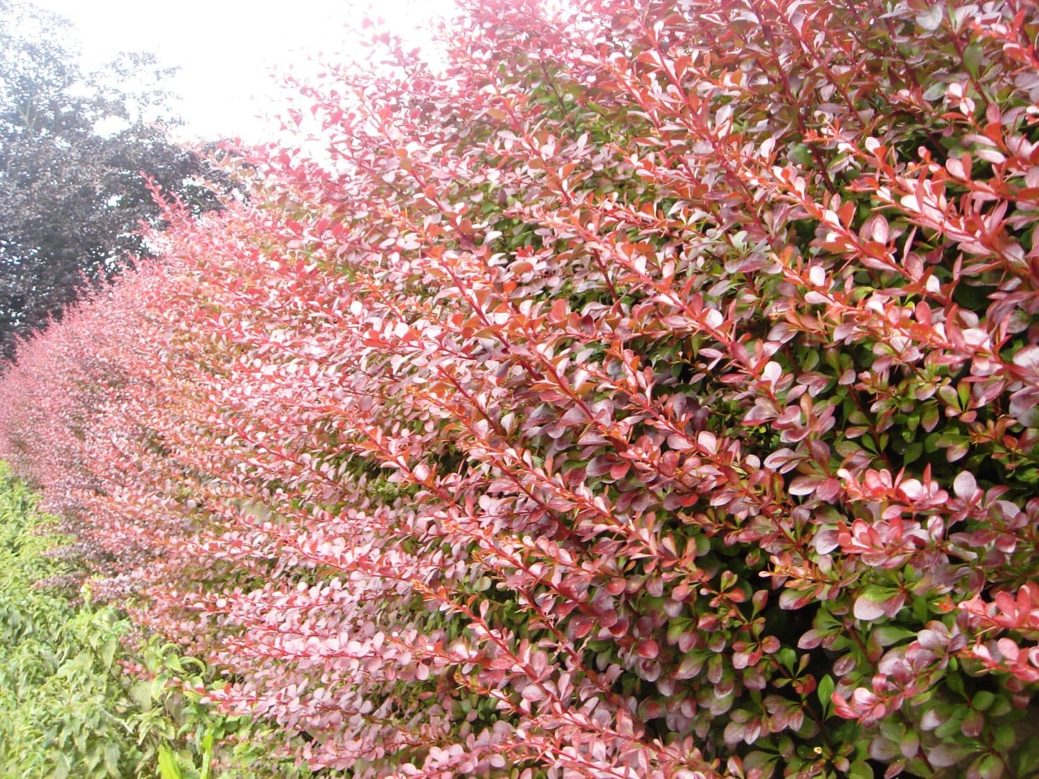 Buy Beberis Rose Glow | Berberis Thunbergii Hedges | Hopes Grove Nurseries