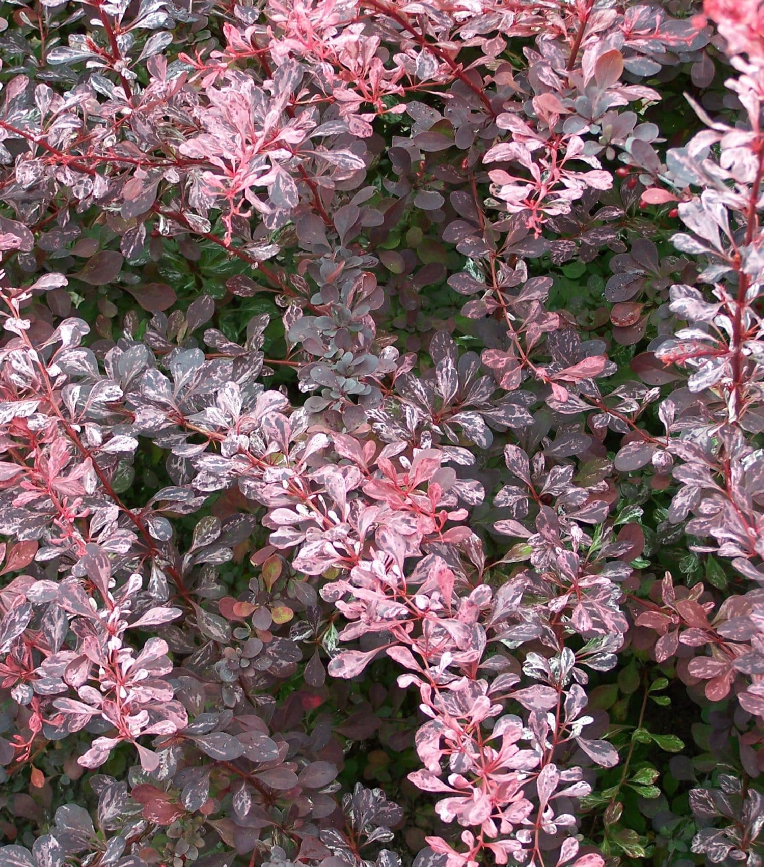 Барбарис отзывы. Барбарис Тунберга Pink Queen. Барбарис Тунберга Роуз Глоу. Барбарис Тунберга 'Rose Glow'. Барбарис Тунберга (сорт 'Rose Glow.