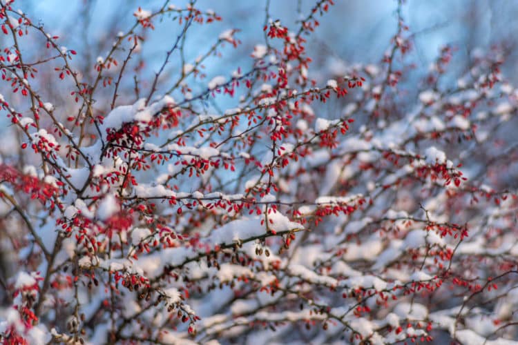 Berberis Rose Glow Hedging Plants (Thunbergii)