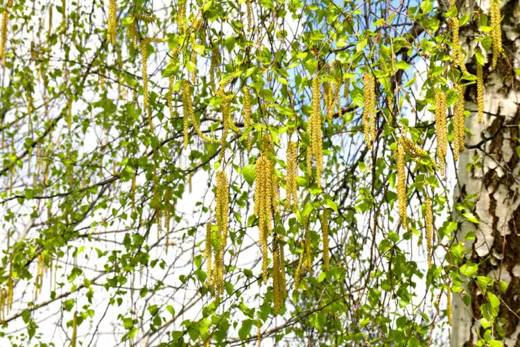 Silver birch Betula pendula catkins