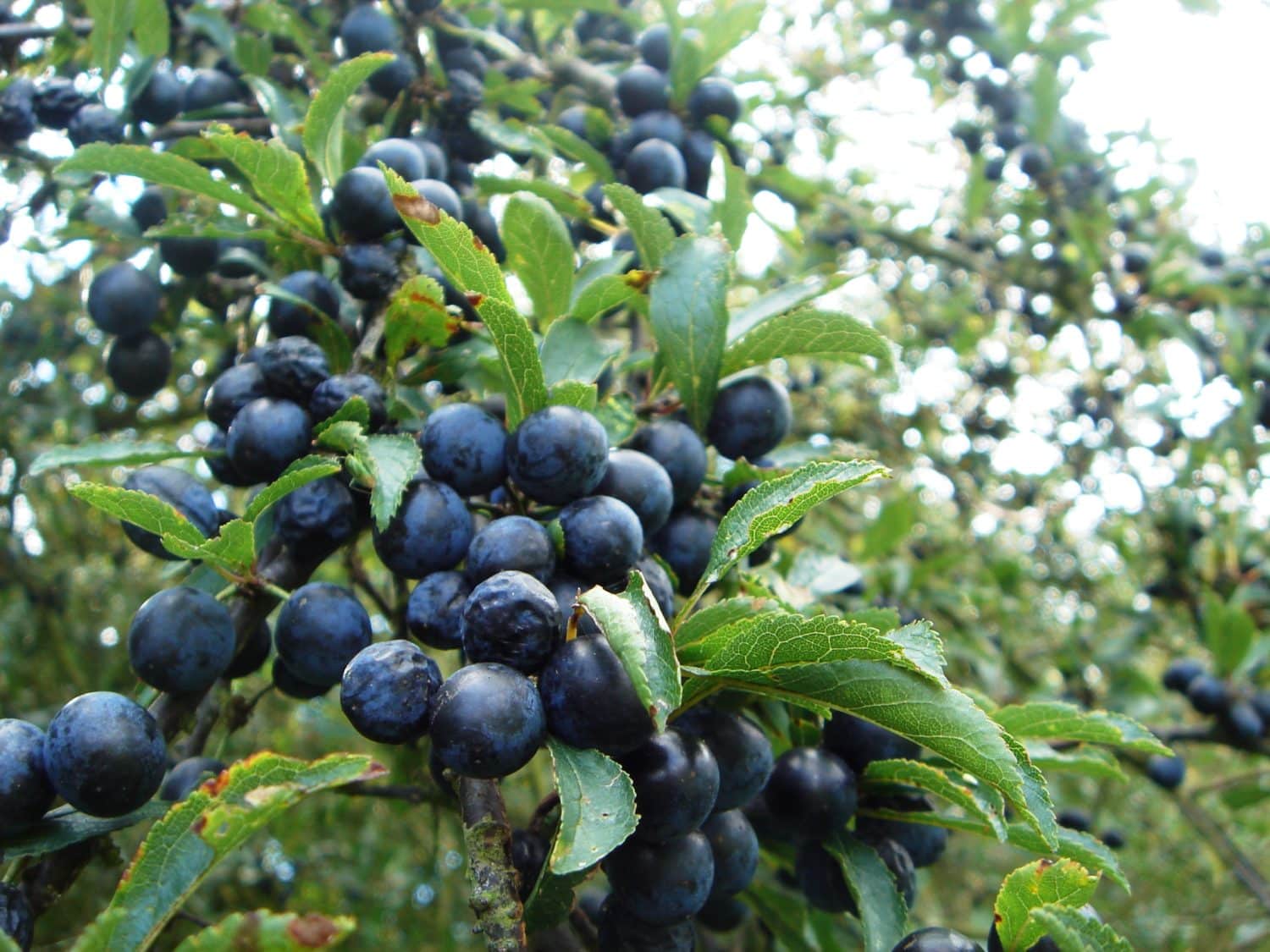 Buy Blackthorn Hedging | Prunus Spinosa Hedge Plants | Hopes Grove ...