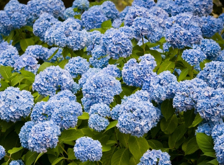 Buy Hydrangea Renate Steiniger | Hydrangea Mophead Blue | Hopes Grove ...