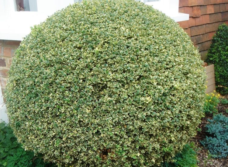 Buy Variegated Box Hedge Plants | Buxus Sempervirens Elegantissima Hedging