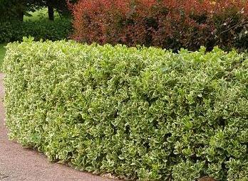 Buy Euonymus Hedging | Euonymus Japonicus Hedging Plants | Hopes Grove ...