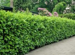 Laurel Hedging | Buy Laurel Hedge Plants Online | Hopes Grove Nurseries