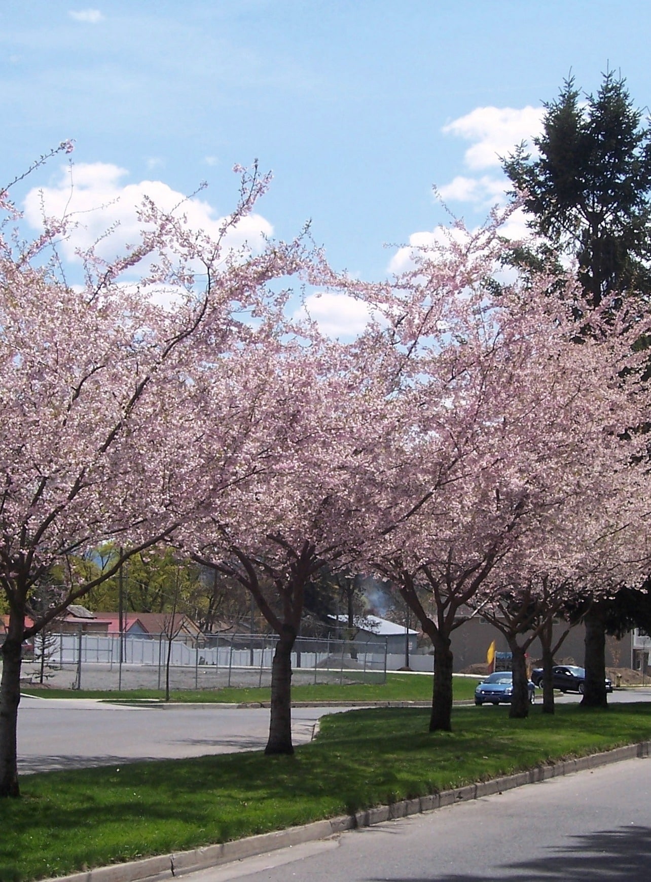 Buy Prunus Subhirtella Autumnalis Rosea | Autumn Cherry Trees & Hedging