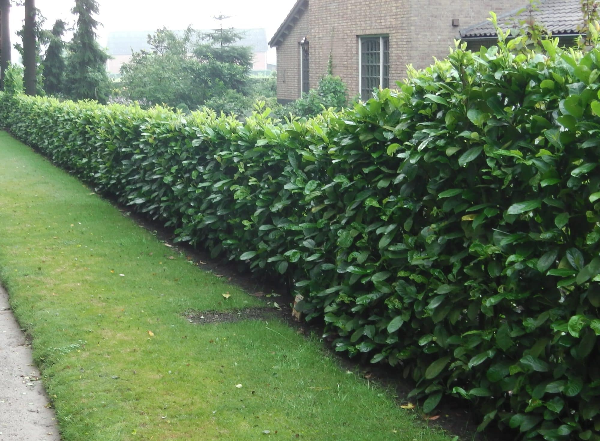 Buy Cherry Laurel Hedge Plants | Common Laurel Hedging | Prunus ...