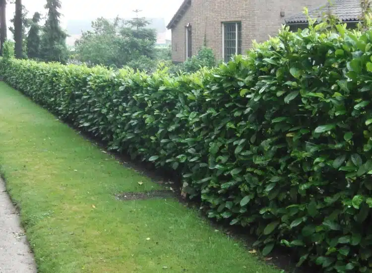 Narrow Common or Cherry Laurel hedge Prunus laurocerasus Rotundifolia