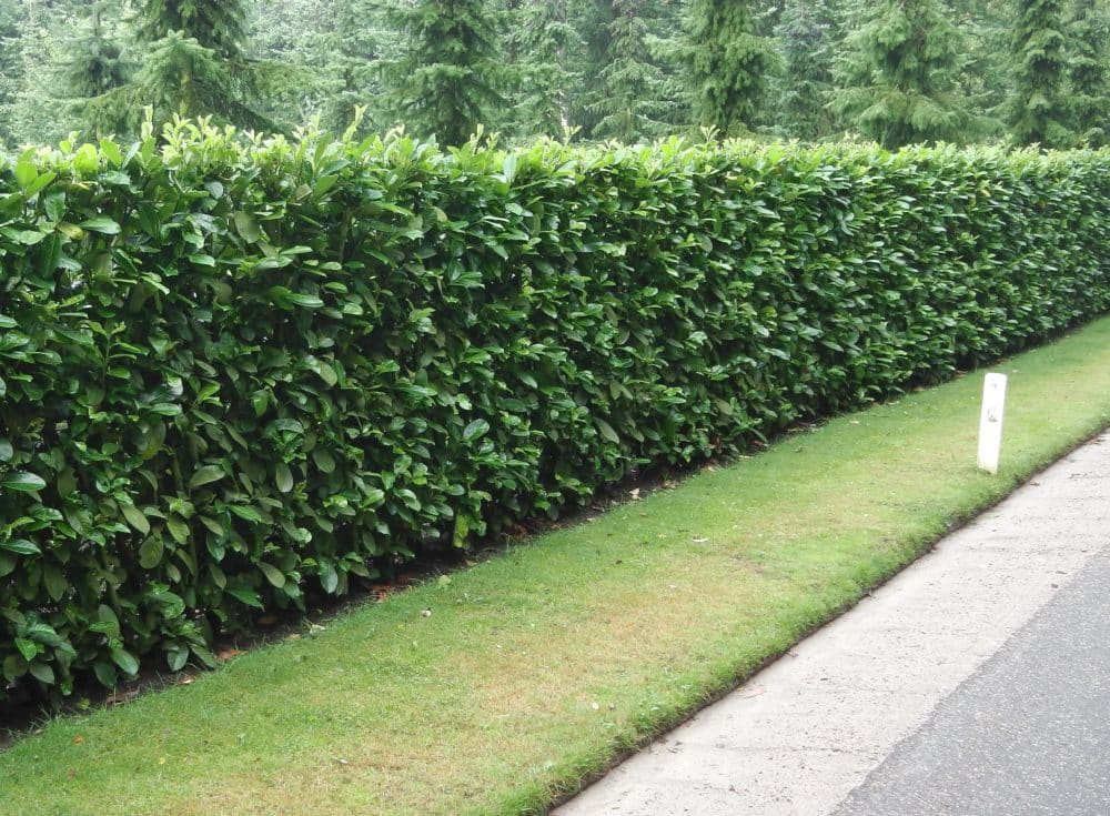 Buy Cherry Laurel Hedge Plants Common Laurel Hedging Prunus