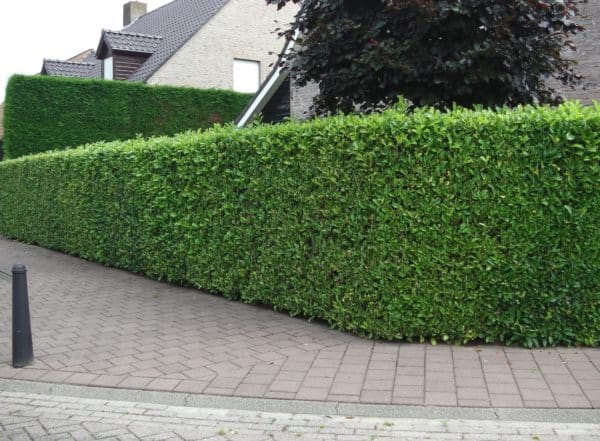 Laurel Hedging  Buy Laurel Hedge Plants Online  Hopes Grove Nurseries