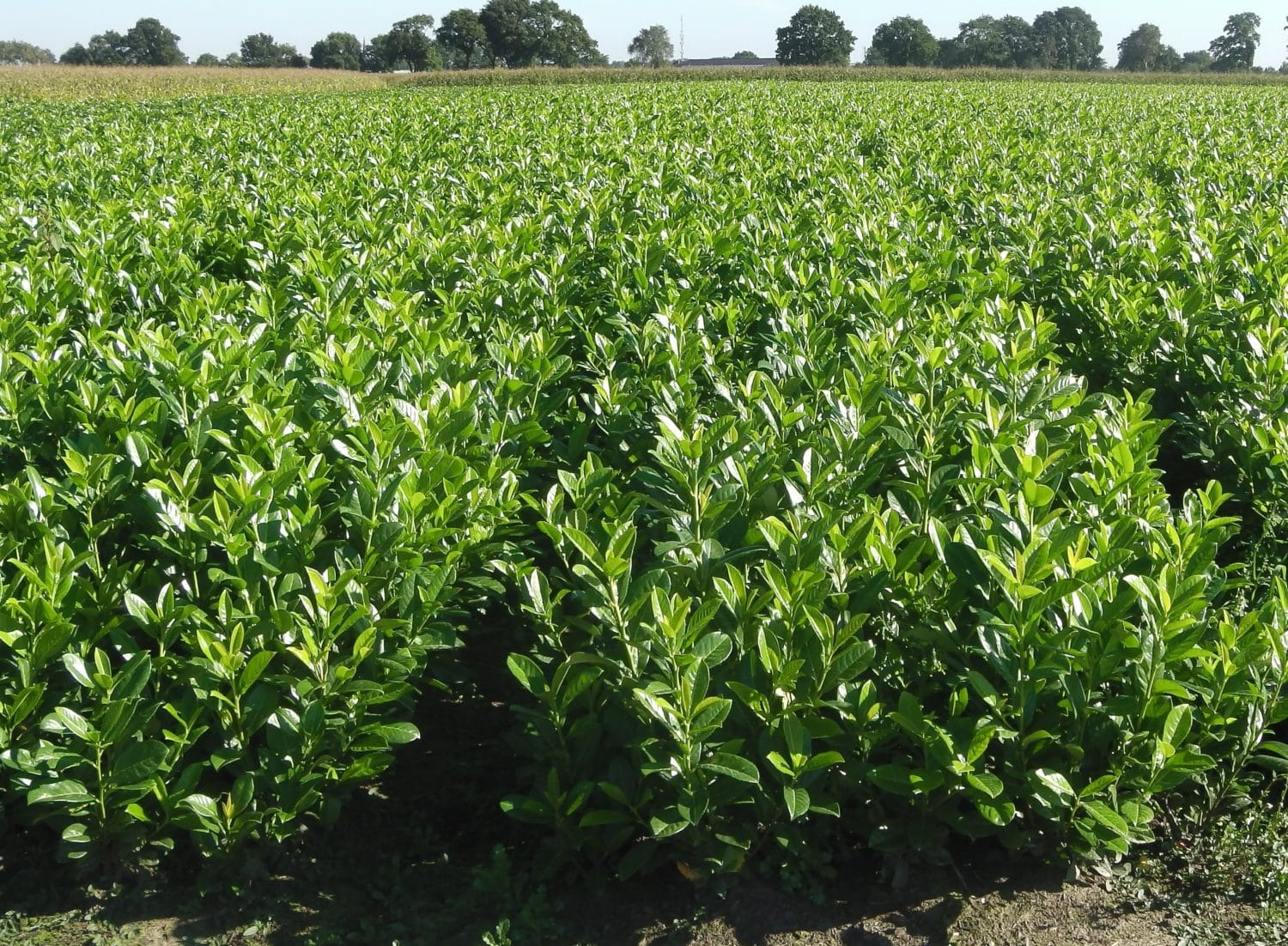 Laurel Hedging  Buy Laurel Hedge Plants Online  Hopes Grove Nurseries