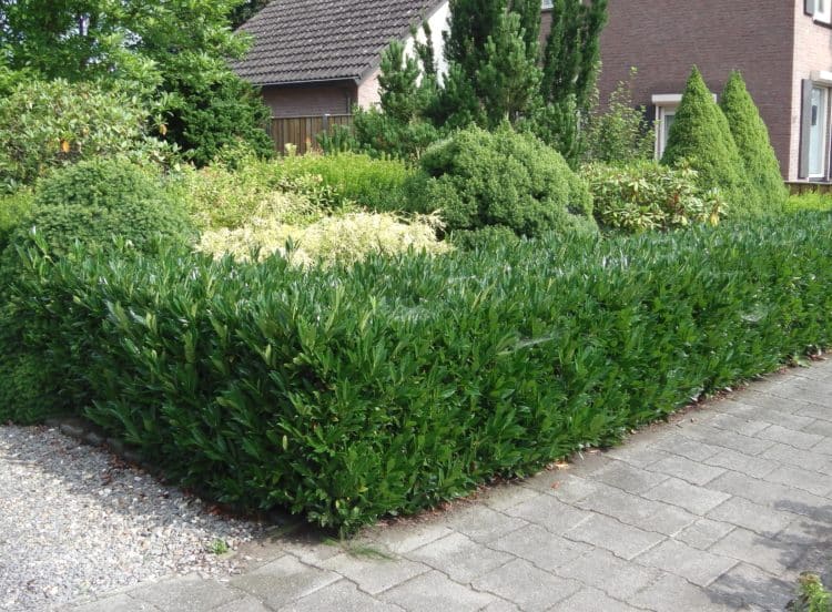 Low Boxwood Hedges With Cherry Laurel Or Savannah Holly Insets Across