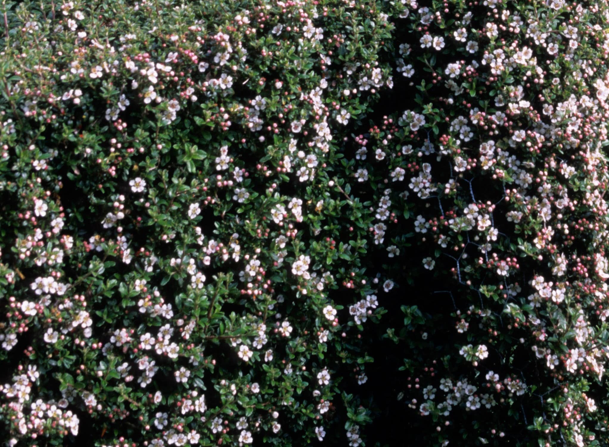 Buy Cotoneaster Simonsii Himalayan Cotoneaster Hedging Hopes Grove