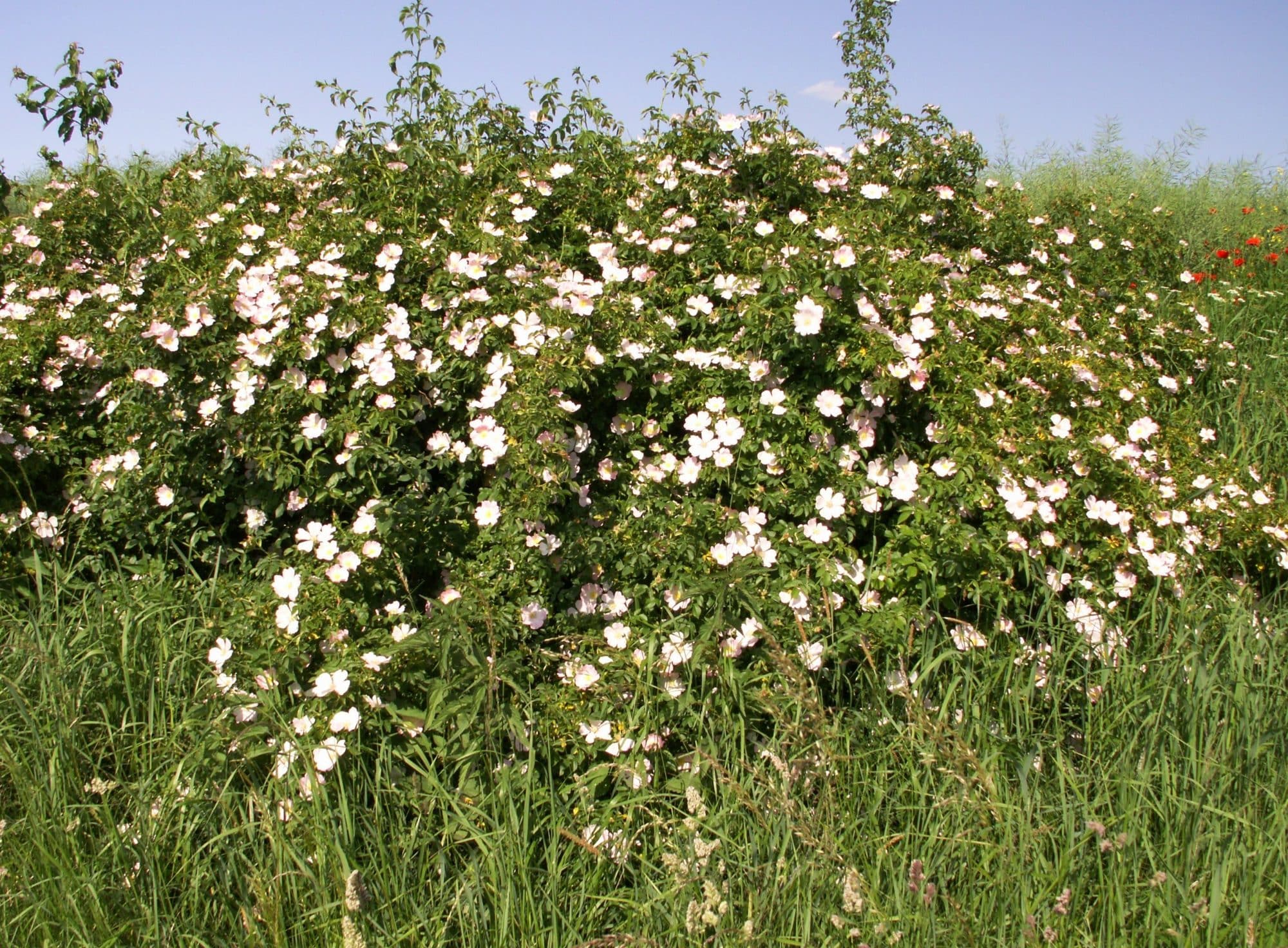 Buy Dog Rose Hedges Rose Canina Hopes Grove Nurseries