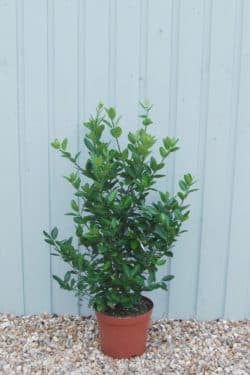 Euonymus Japonicus Hedging Plants