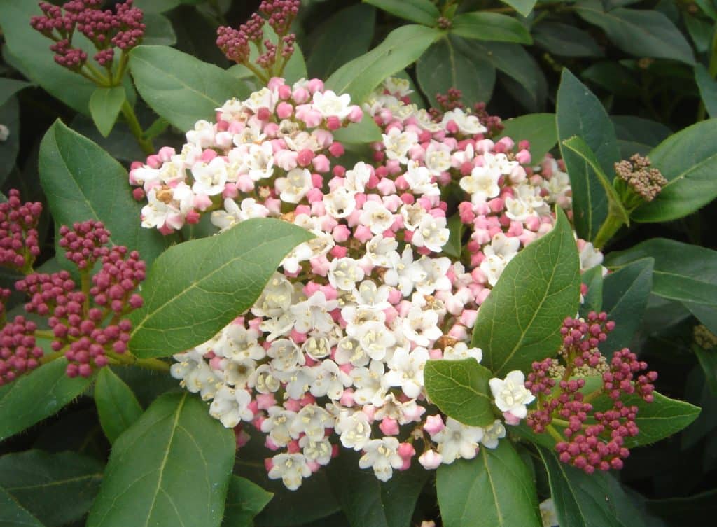 Buy Viburnum Tinus Hedge Plants| Viburnum Tinus Eve Price Hedging