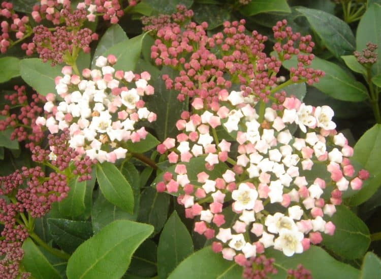 Buy Viburnum Hedges | Viburnum Hedge Plants | Hopes Grove Nurseries